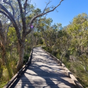Sunshine Coast Beach walkway with forestry on both sides